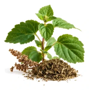 Note olfactive Patchouli